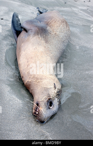 Immature Sea Lion 'yearling' deceased, beach. Stock Photo