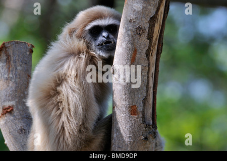 The Lar Gibbon (Hylobates lar) showing his teeth, also known as the White-handed Gibbon. Stock Photo