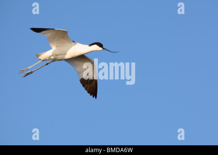Avocet (Recurvirostra avosetta) in flight Stock Photo