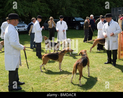 Fox hound owners in white coats and bowler hats with their dogs waiting to go into a show ring at a country fair Stock Photo