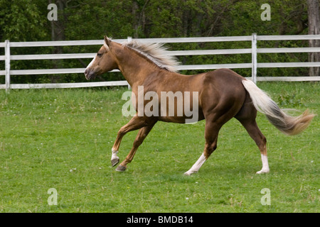 Palomino stallion running in a field Stock Photo