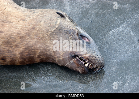 Portrait, immature Sea Lion 'yearling' deceased, beach. Stock Photo