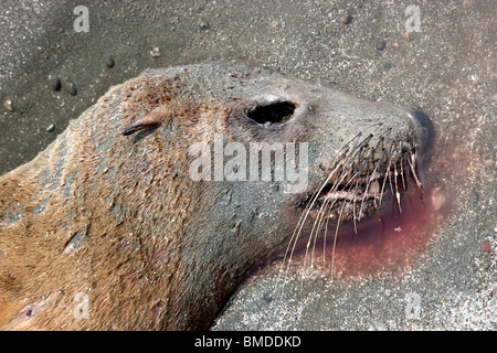 Portrait, immature Sea Lion 'yearling' deceased, beach. Stock Photo