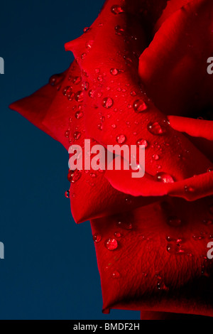 Water Droplets on Red Rose with Blue Background. Stock Photo