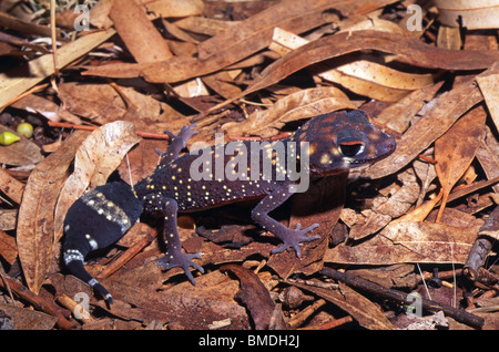Thick-tailed gecko (Underwoodisaurus milii) on leaf litter, Western Australia Stock Photo