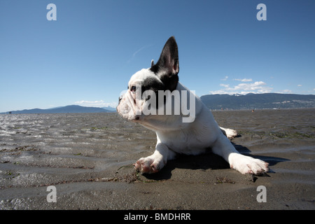 Portrait of French Bulldog Lying on Beach Stock Photo