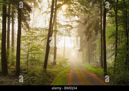 Dirt Road Through Forest, Odenwald, Hesse, Germany Stock Photo