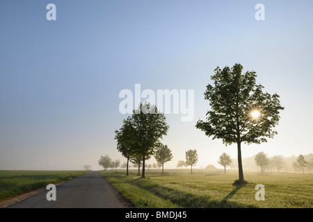 Trees along Road in Spring, Grossheubach, Spessart, Bavaria, Germany Stock Photo