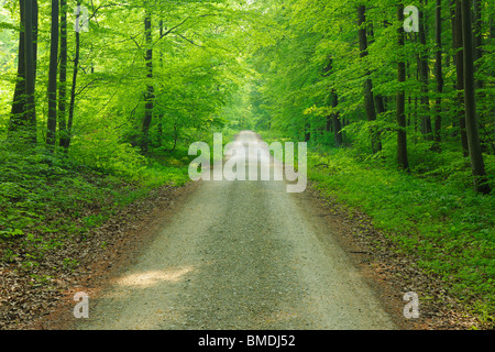 Road Through Beech Forest in Spring, Hainich National Park, Thuringia, Germany Stock Photo