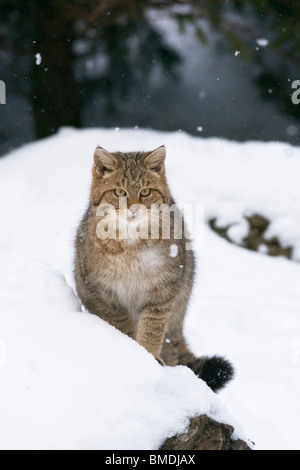 Portrait of European Wildcat