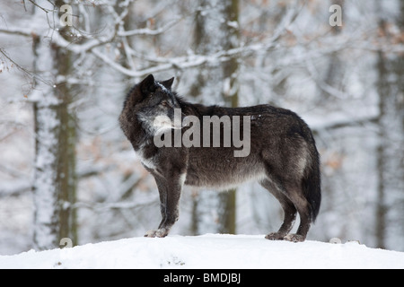 Portrait of Timber Wolf Stock Photo