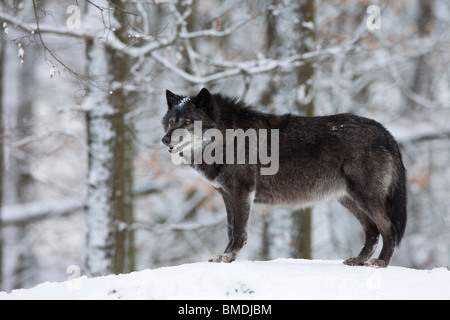 Portrait of Timber Wolf Stock Photo