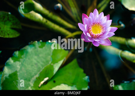 Lotus Flower in Pond Stock Photo