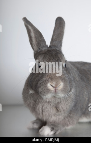 Rabbit in Studio Stock Photo