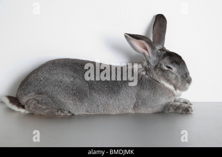 Rabbit Sleeping in Studio Stock Photo