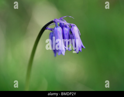 Close up of a Common Bluebell (Hyacinthoides non-scripta), England, UK Stock Photo