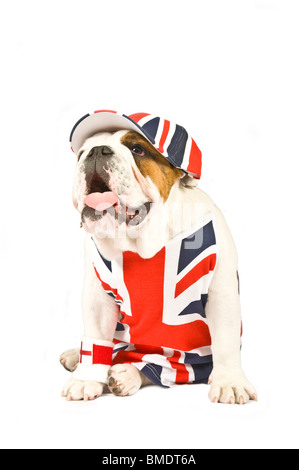 A British Bulldog wearing a Union Jack vest, cap and English flag wrist sweat band against a pure white (255rgb) background. Stock Photo