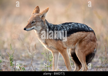 A young male Black Backed Jackal (Canis mesomalas) in the submissive pose. Chobe National Park in Botswana. Stock Photo