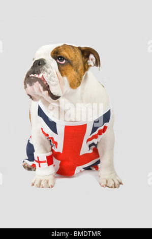 A British Bulldog wearing a Union Jack vest and English red cross flag wrist sweat band against a (224rgb) grey background. Stock Photo