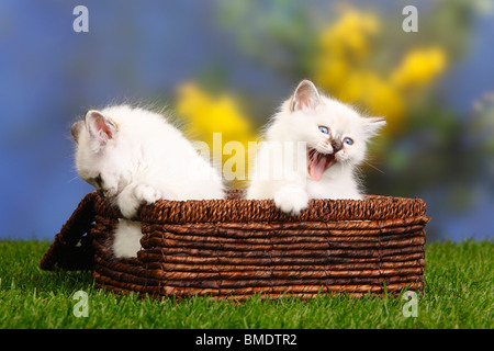Sacred Cats of Birma, kittens, 7 weeks / Birman, basket Stock Photo