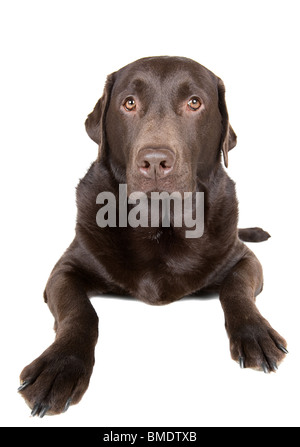 Beautiful Studio Shot of a Chocolate Labrador against White Background