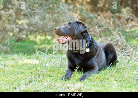 Shot of a Happy Chocolate Labrador Laying Down in the Countryside