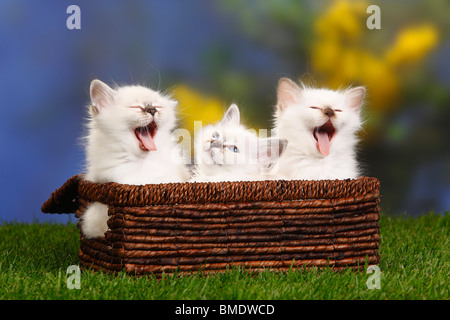 Sacred Cats of Birma, kittens, 7 weeks / Birman Stock Photo