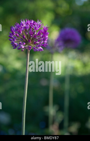 A purple Allium Beesianum flower, Hampshire, England, United Kingdom. Stock Photo