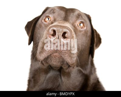 Beautiful Studio Shot of a Chocolate Labrador against White Background
