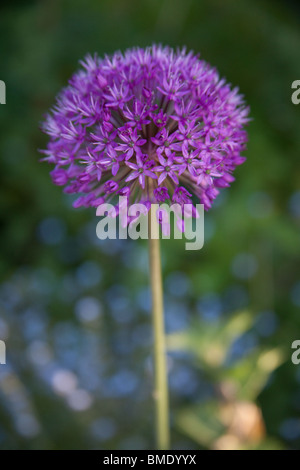 A purple Allium Beesianum flower, Hampshire, England, United Kingdom. Stock Photo