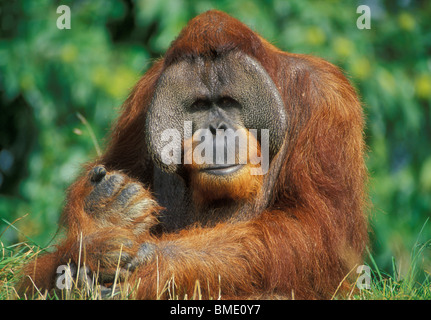 Orangutan at the Gerald Durrell conservation park Jersey Channel Islands Europe Stock Photo