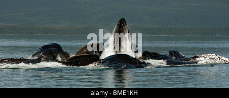 A pod of humpback whales bubble netting herring off the coast of Admiralty Island, Alaska