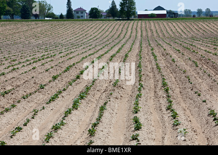 Mecosta, Michigan - Potato plants on a large farm in western Michigan. Stock Photo