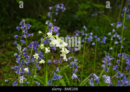 White bluebell among traditional blue flowers. Stock Photo