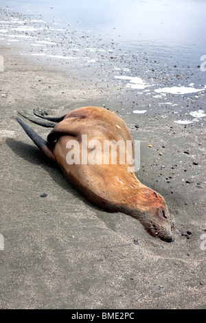 Immature Sea Lion 'yearling' deceased, beach. Stock Photo