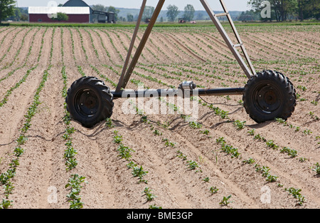 Mecosta, Michigan - The wheels of an irrigation sprinkler system in rows of potato plants on a large farm in western Michigan. Stock Photo