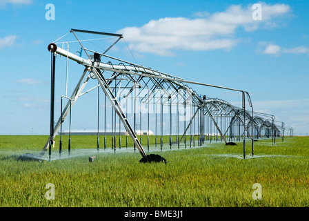 a center pivot irrigation system in a wheat field Stock Photo