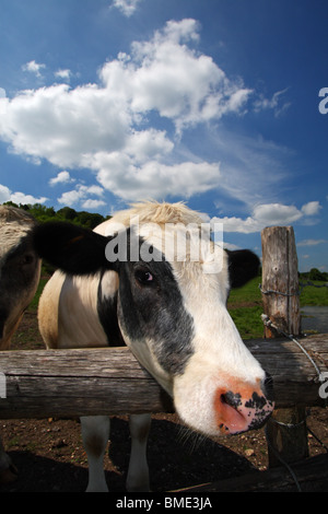 An inquisitive Holstein Friesian dairy cow looking over the fence surrounding it's field in Mill End, Buckinghamshire, UK. Stock Photo