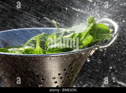 washing organic spinach Stock Photo