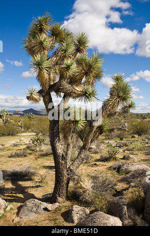 Joshua Tree, Yucca brevifolia, in Arizona. Stock Photo