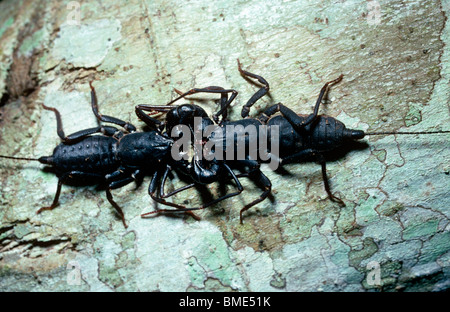 Tailed whip-scorpion (Uropygi), pair courting at night in rainforest Sulawesi Stock Photo