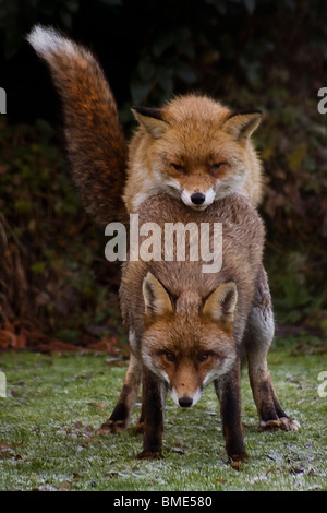 MATING FOXES KENT GARDEN UNITED KINGDOM  WILDLIFE WILD ANIMALS FOX  SEASON ANIMAL VIXEN SEXUALLY ACTIVE  URBAN COUNTRY Stock Photo