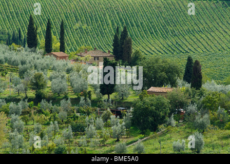 Rows of vines,vineyard and olive grove at local farm near San Gimignano Val di Chianti Tuscany Italy EU Europe Stock Photo