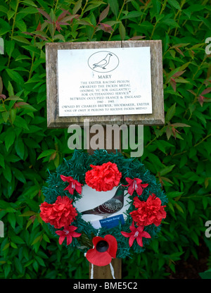 mary racing pigeon awarded animal vc for outstanding service during ww2. Dickin medal Stock Photo