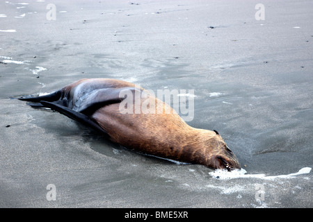 Immature Sea Lion 'yearling' deceased, beach. Stock Photo