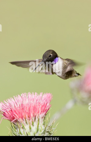 Black chinned Hummingbird and California Thistle Stock Photo