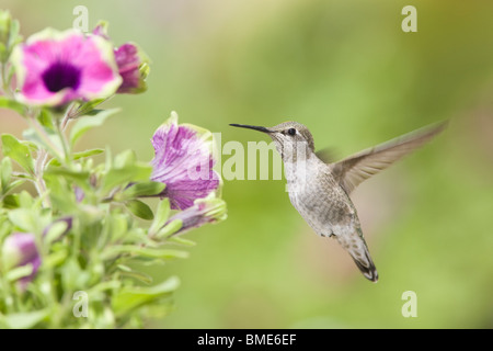 Female Anna's Hummingbird in Petunia x hybrida 'Pretty Much Picasso' Stock Photo