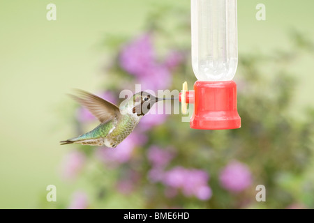 Anna's Hummingbird at Feeder Stock Photo