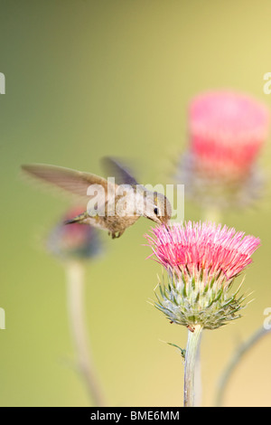 Female Anna's Hummingbird and California Thistle - Vertical Stock Photo