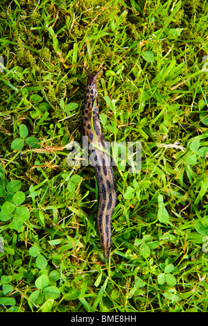 Snail on grass, Sweden. Stock Photo